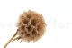 Konservierte Scabiosa stellata Natur (x10) 4