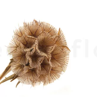 Scabiosa stellata stabilizzata Naturale (x10)