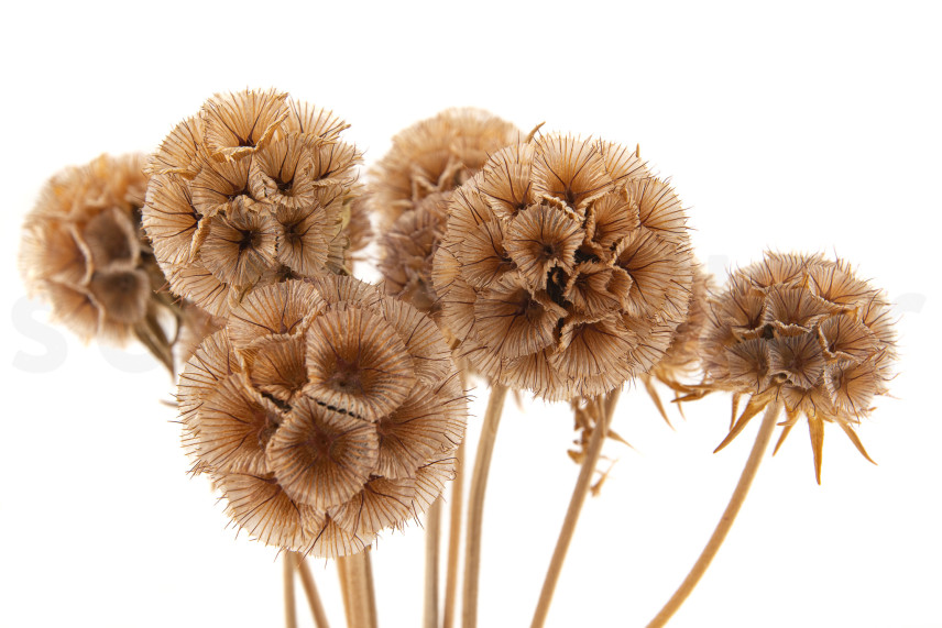 Scabiosa stellata stabilizzata - 10 steli - Naturale