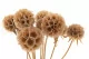 Scabiosa Stellata stabilis&eacute;e Naturel (x10) 2
