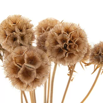 Scabiosa Stellata stabilis&eacute;e Naturel (x10)