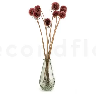 Preserved Scabiosa stellata Pink (x10)