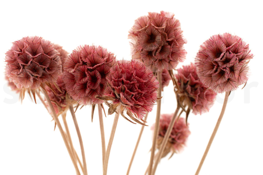 Scabiosa stellata stabilizzata - 10 steli - Rosa