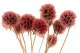 Preserved Scabiosa stellata Pink (x10) 2