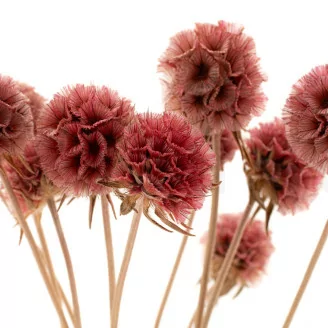 Preserved Scabiosa stellata Pink (x10)