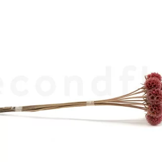 Scabiosa Stellata stabilis&eacute;e Rose (x10)
