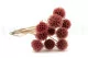 Preserved Scabiosa stellata Pink (x10) 7