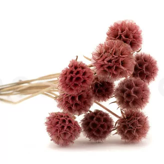 Scabiosa Stellata stabilis&eacute;e Rose (x10)