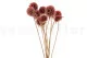 Preserved Scabiosa stellata Pink (x10) 8