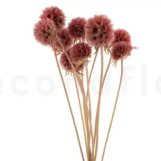 Scabiosa Stellata stabilis&eacute;e Rose (x10)