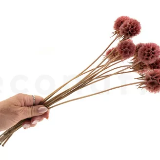 Scabiosa Stellata stabilis&eacute;e Rose (x10)