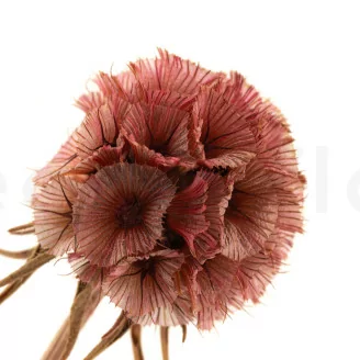 Scabiosa stellata stabilizzata Rosa (x10)