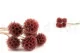 Preserved Scabiosa stellata Pink (x10) 9