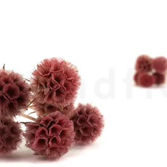 Scabiosa stellata stabilizzata Rosa (x10)