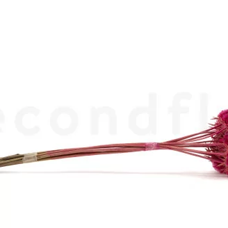 Scabiosa Stellata stabilis&eacute;e Fuchsia (x10)