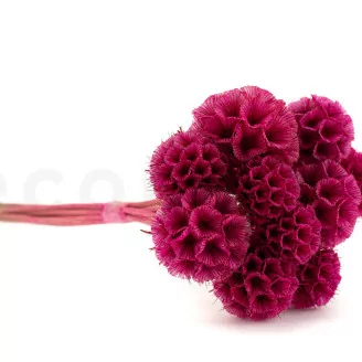 Scabiosa Stellata stabilis&eacute;e Fuchsia (x10)