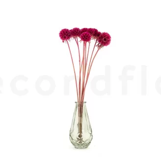 Scabiosa stellata stabilizzata Fucsia (x10)