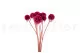 Scabiosa stellata preservada Fucsia (x10) 8