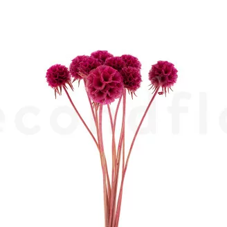 Konservierte Scabiosa stellata Fuchsia (x10)