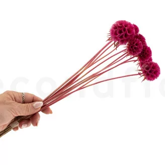 Scabiosa stellata stabilizzata Fucsia (x10)