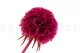 Preserved Scabiosa stellata Fuchsia (x10) 4
