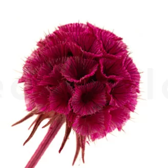 Scabiosa stellata stabilizzata Fucsia (x10)