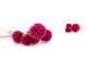 Scabiosa stellata stabilizzata Fucsia (x10) 9