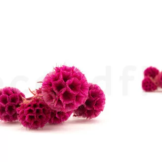 Scabiosa Stellata stabilis&eacute;e Fuchsia (x10)