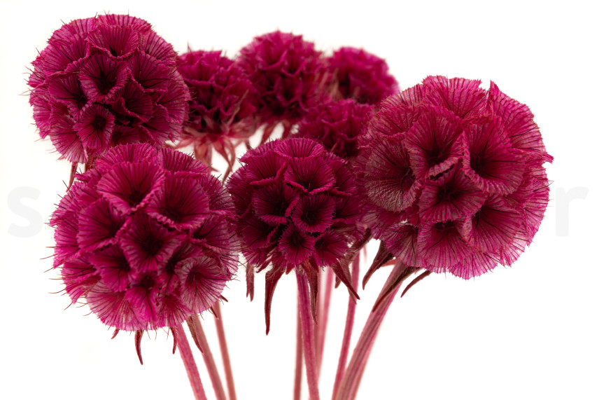 Scabiosa stellata preservata - 10 steli - Fucsia