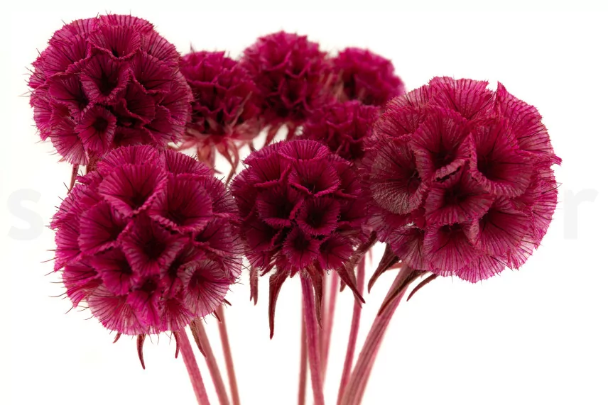 Scabiosa stellata stabilizzata Fucsia (x10)