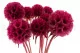 Scabiosa Stellata stabilis&eacute;e Fuchsia (x10) 2