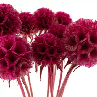 Konservierte Scabiosa stellata Fuchsia (x10)
