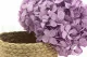 Konservierte Hortensie Lavendel 4