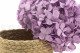 Stabilized Hydrangea - Lavender 4