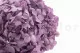 Hortensia stabilis&eacute; Lavande 7