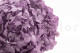 Stabilized Hydrangea - Lavender 7