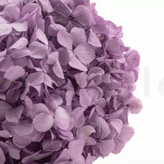 Konservierte Hortensie Lavendel