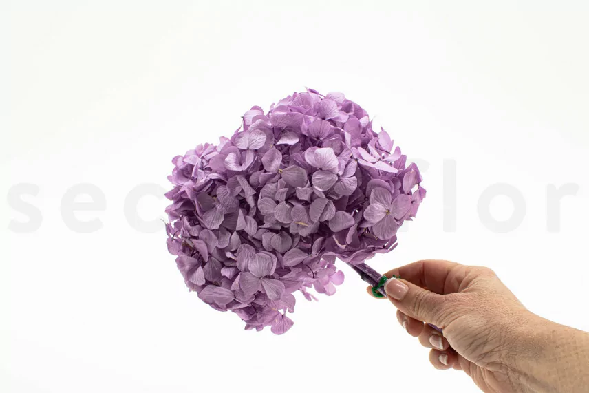 Hortensia Preservado - Lavender