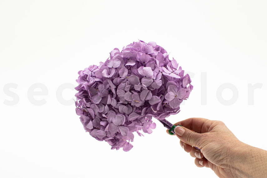 Preserved Hydrangea - Lavender