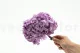 Hortensia stabilis&eacute; Lavande 2