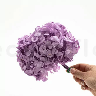 Hortensia stabilis&eacute; Lavande