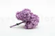 Hortensia stabilis&eacute; Lavande 5