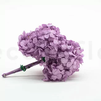 Hortensia stabilis&eacute; Lavande