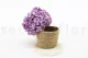Hortensia preservado Lavanda 3
