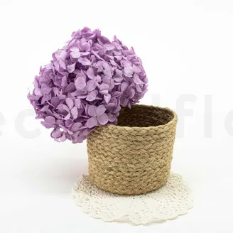 Konservierte Hortensie Lavendel