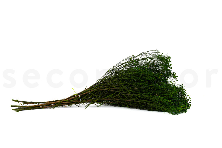 Broom stabilisé - Vert