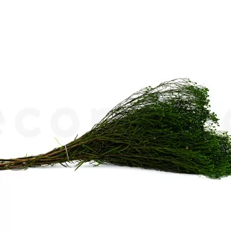 Broom preservado - Verde