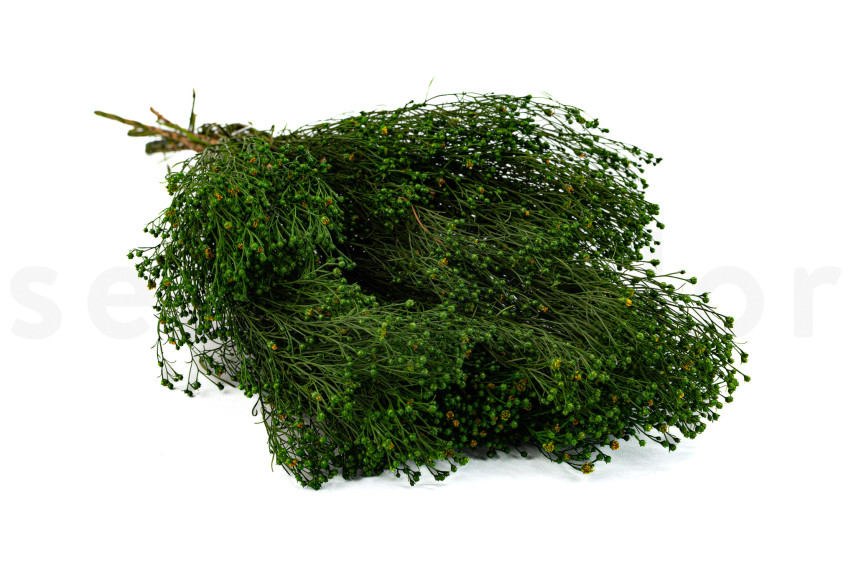 Broom stabilisé - Vert