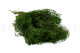 Broom stabilisé - Vert 5