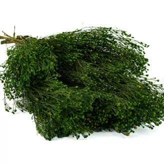 Broom preservado - Verde